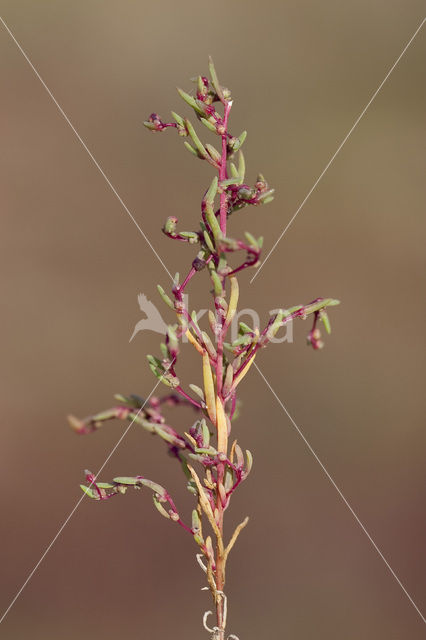 Schorrekruid (Suaeda maritima)