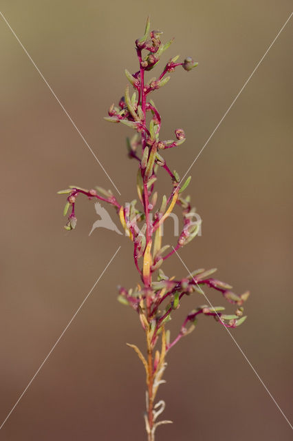 Schorrekruid (Suaeda maritima)