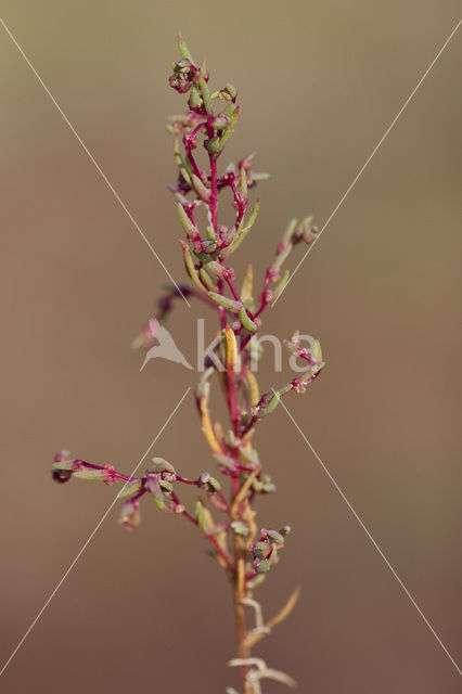 Schorrekruid (Suaeda maritima)