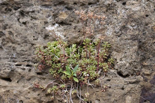 Rusty Back (Asplenium ceterach)
