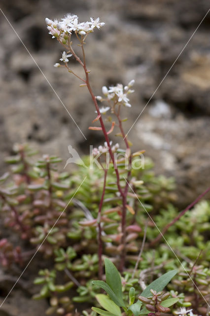 Rusty Back (Asplenium ceterach)