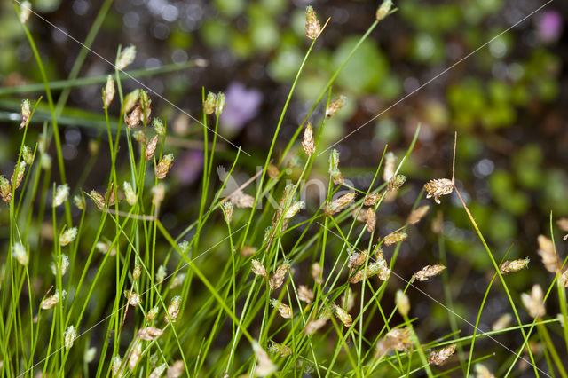 Slender Club-rush (Isolepis cernua)