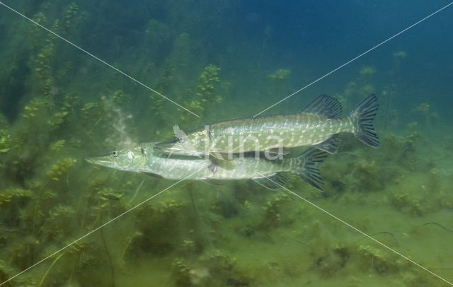 Northern Pike (Esox lucius)