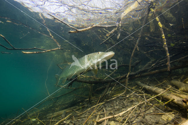 Snoek (Esox lucius)