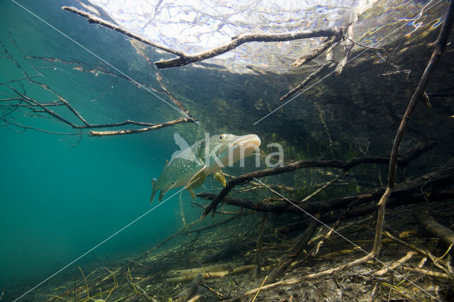 Snoek (Esox lucius)