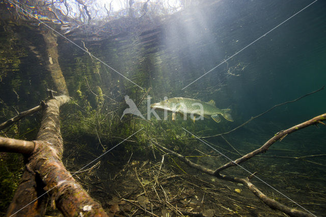 Snoek (Esox lucius)