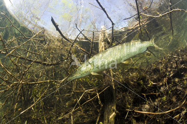 Snoek (Esox lucius)