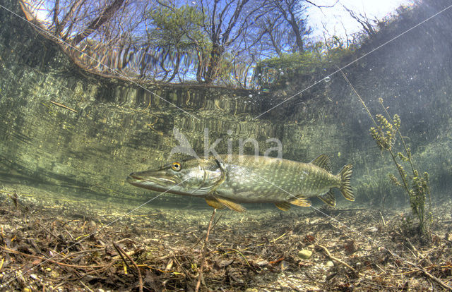 Snoek (Esox lucius)