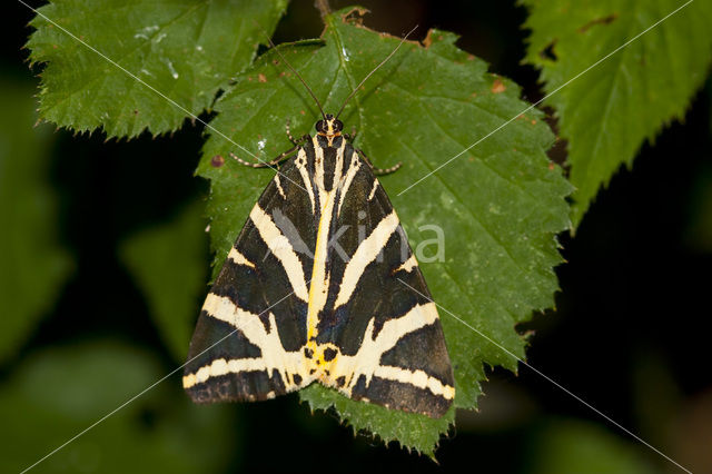 Jersey Tiger (Euplagia quadripunctaria)