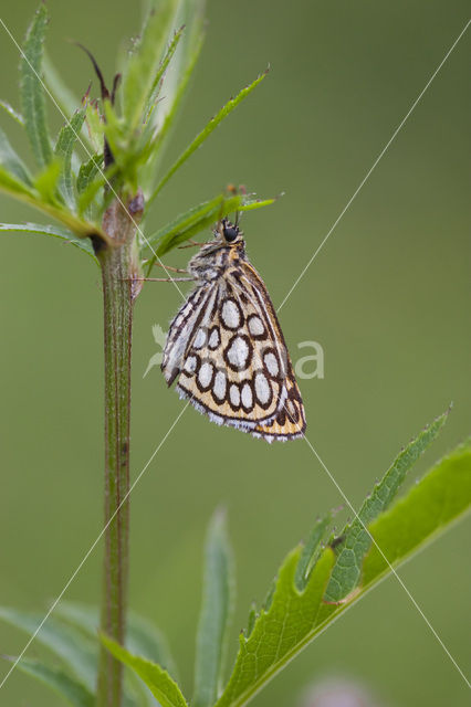 Large Chequered Skipper (Heteropterus morpheus)