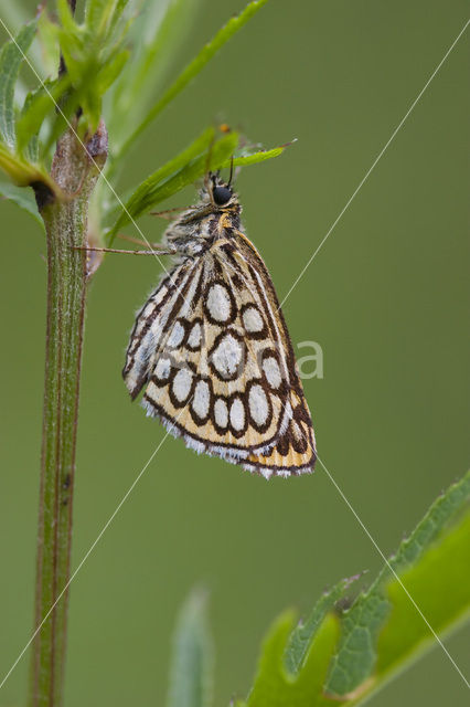 Large Chequered Skipper (Heteropterus morpheus)