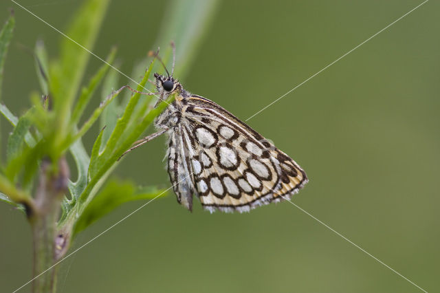 Spiegeldikkopje (Heteropterus morpheus)