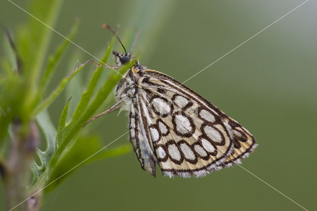 Large Chequered Skipper (Heteropterus morpheus)