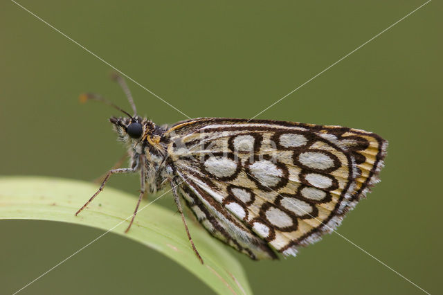 Spiegeldikkopje (Heteropterus morpheus)