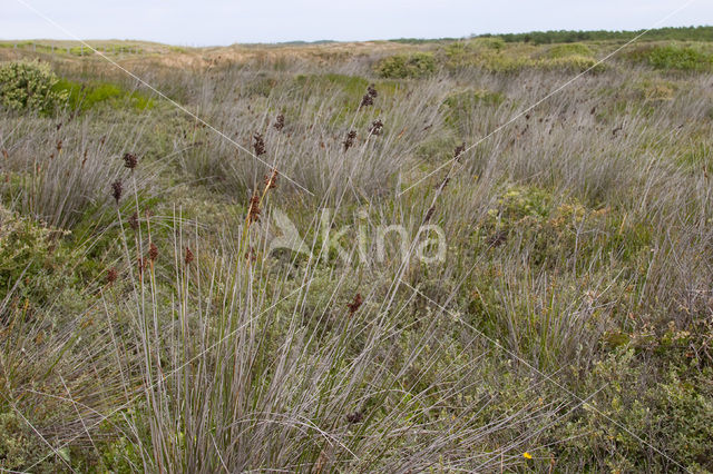 spiny rush