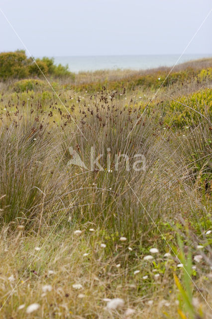 spiny rush