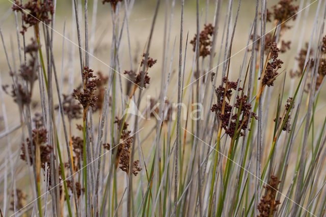 spiny rush