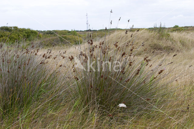 spiny rush