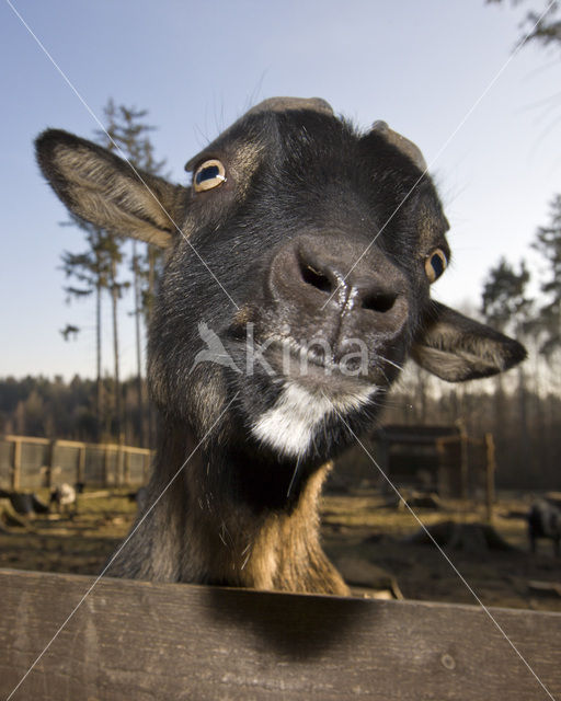 Ibex (Capra hircus)