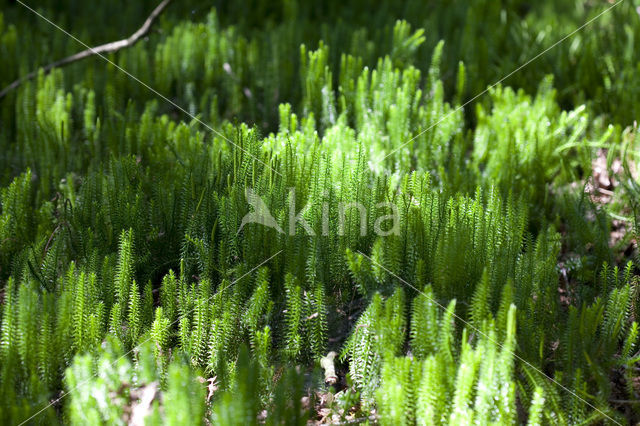 Stekende wolfsklauw (Lycopodium annotinum)