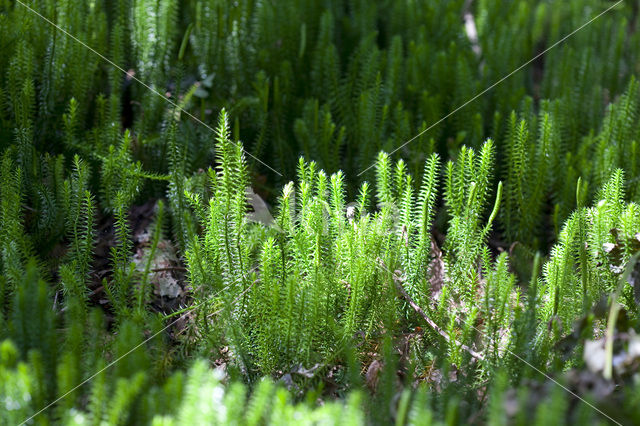 Interrupted Clubmoss (Lycopodium annotinum)