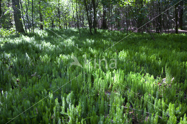 Stekende wolfsklauw (Lycopodium annotinum)