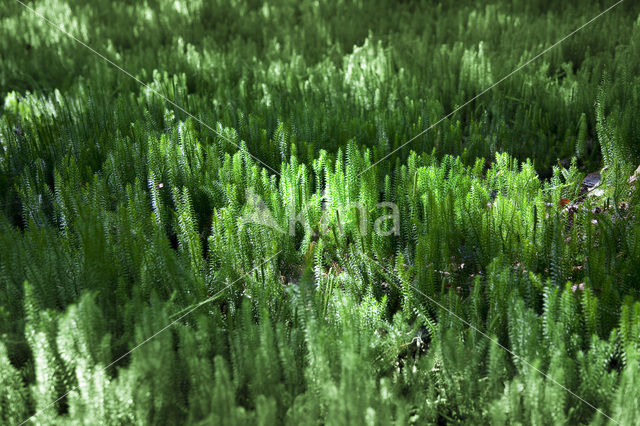 Stekende wolfsklauw (Lycopodium annotinum)