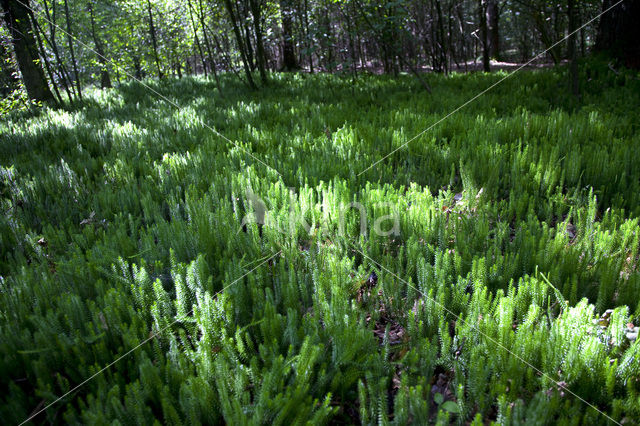 Interrupted Clubmoss (Lycopodium annotinum)