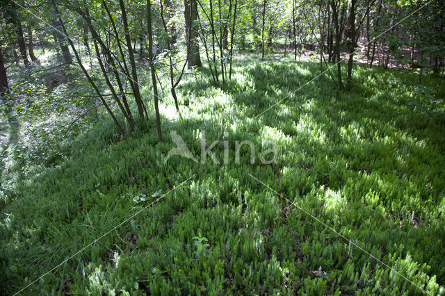 Interrupted Clubmoss (Lycopodium annotinum)