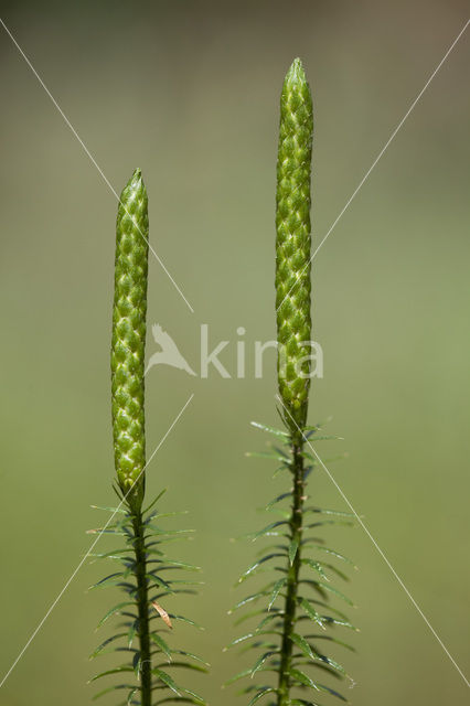 Interrupted Clubmoss (Lycopodium annotinum)