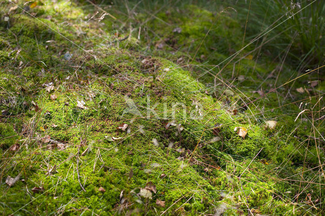 Stijf veenmos (Sphagnum capillifolium)