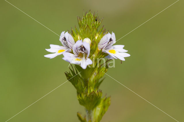 Stijve ogentroost (Euphrasia stricta)