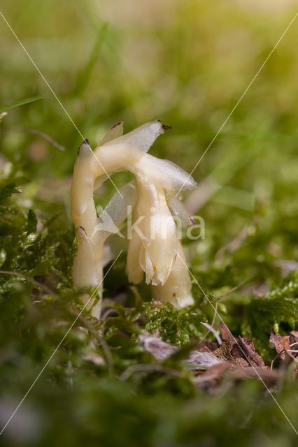 Stofzaad (Monotropa hypopitys)