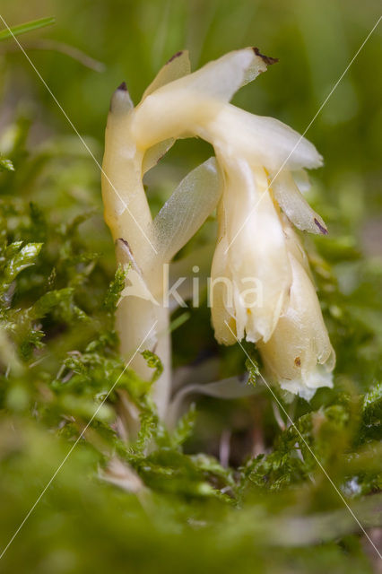 Yellow Bird’s Nest (Monotropa hypopitys)