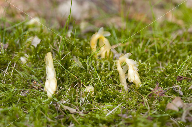 Yellow Bird’s Nest (Monotropa hypopitys)