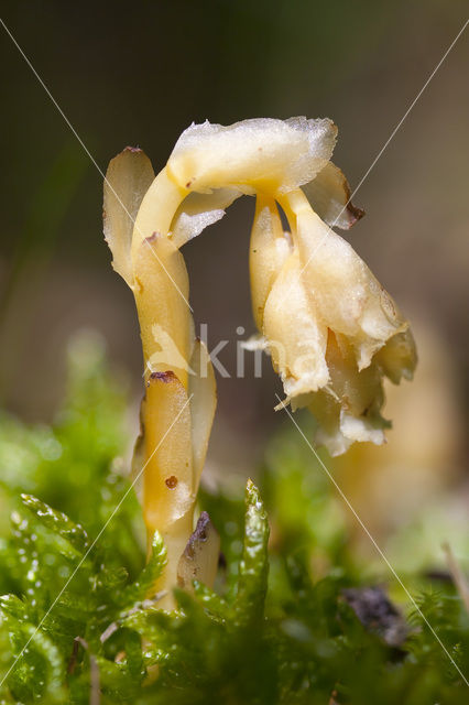 Yellow Bird’s Nest (Monotropa hypopitys)