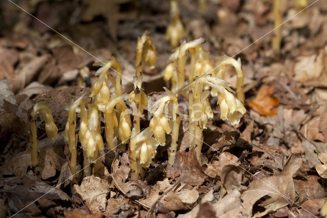 Yellow Bird’s Nest (Monotropa hypopitys)