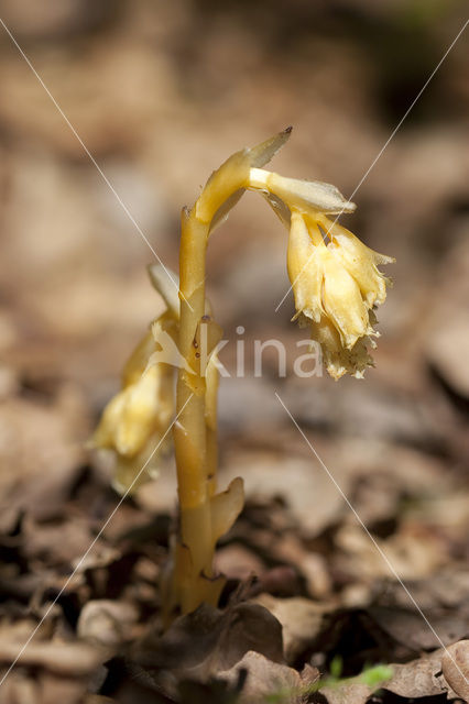 Yellow Bird’s Nest (Monotropa hypopitys)