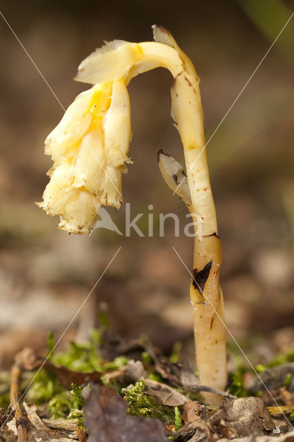 Yellow Bird’s Nest (Monotropa hypopitys)