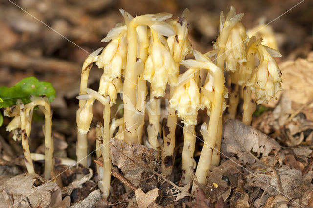 Yellow Bird’s Nest (Monotropa hypopitys)