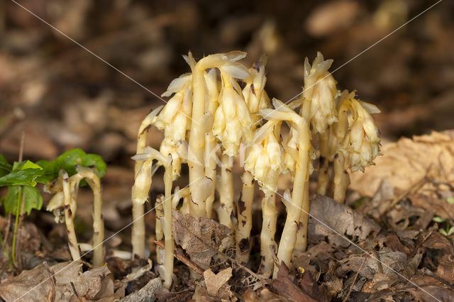 Yellow Bird’s Nest (Monotropa hypopitys)