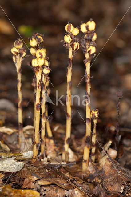 Stofzaad (Monotropa hypopitys)