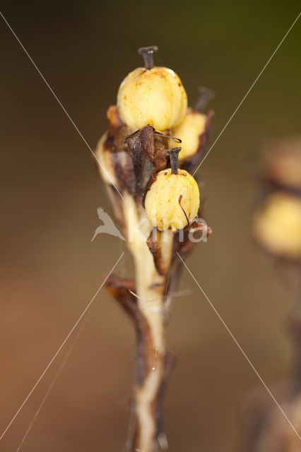 Yellow Bird’s Nest (Monotropa hypopitys)