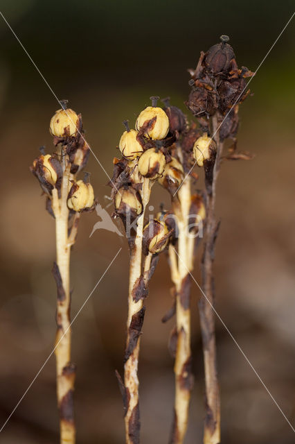 Yellow Bird’s Nest (Monotropa hypopitys)