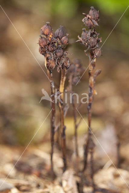 Yellow Bird’s Nest (Monotropa hypopitys)