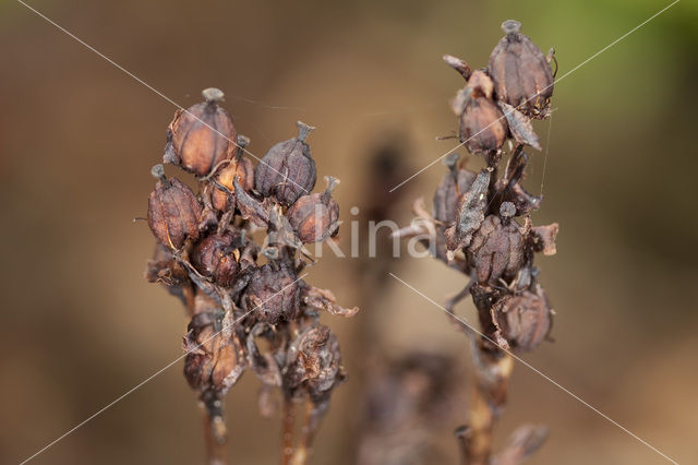 Stofzaad (Monotropa hypopitys)