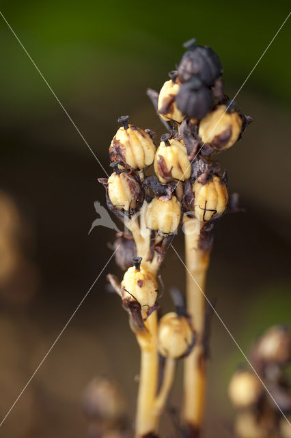 Yellow Bird’s Nest (Monotropa hypopitys)