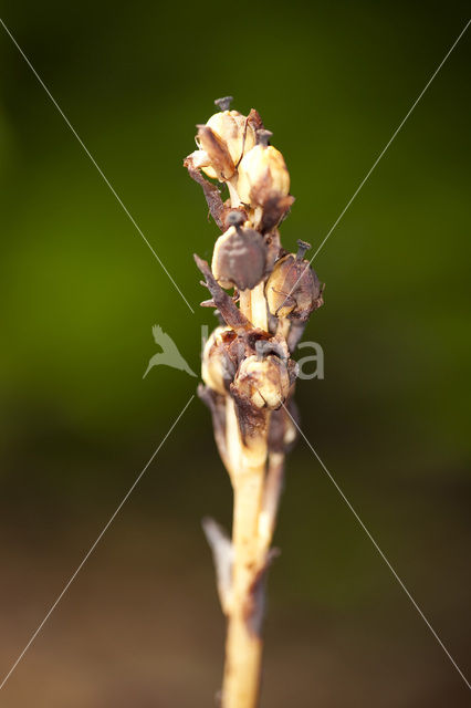 Yellow Bird’s Nest (Monotropa hypopitys)
