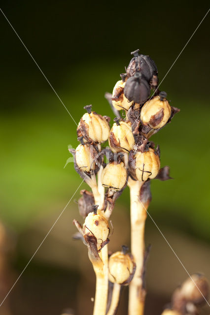 Yellow Bird’s Nest (Monotropa hypopitys)