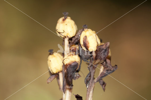 Yellow Bird’s Nest (Monotropa hypopitys)